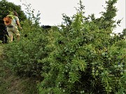 20 Piante di ginepro cariche di frutti al roccolo Cugini